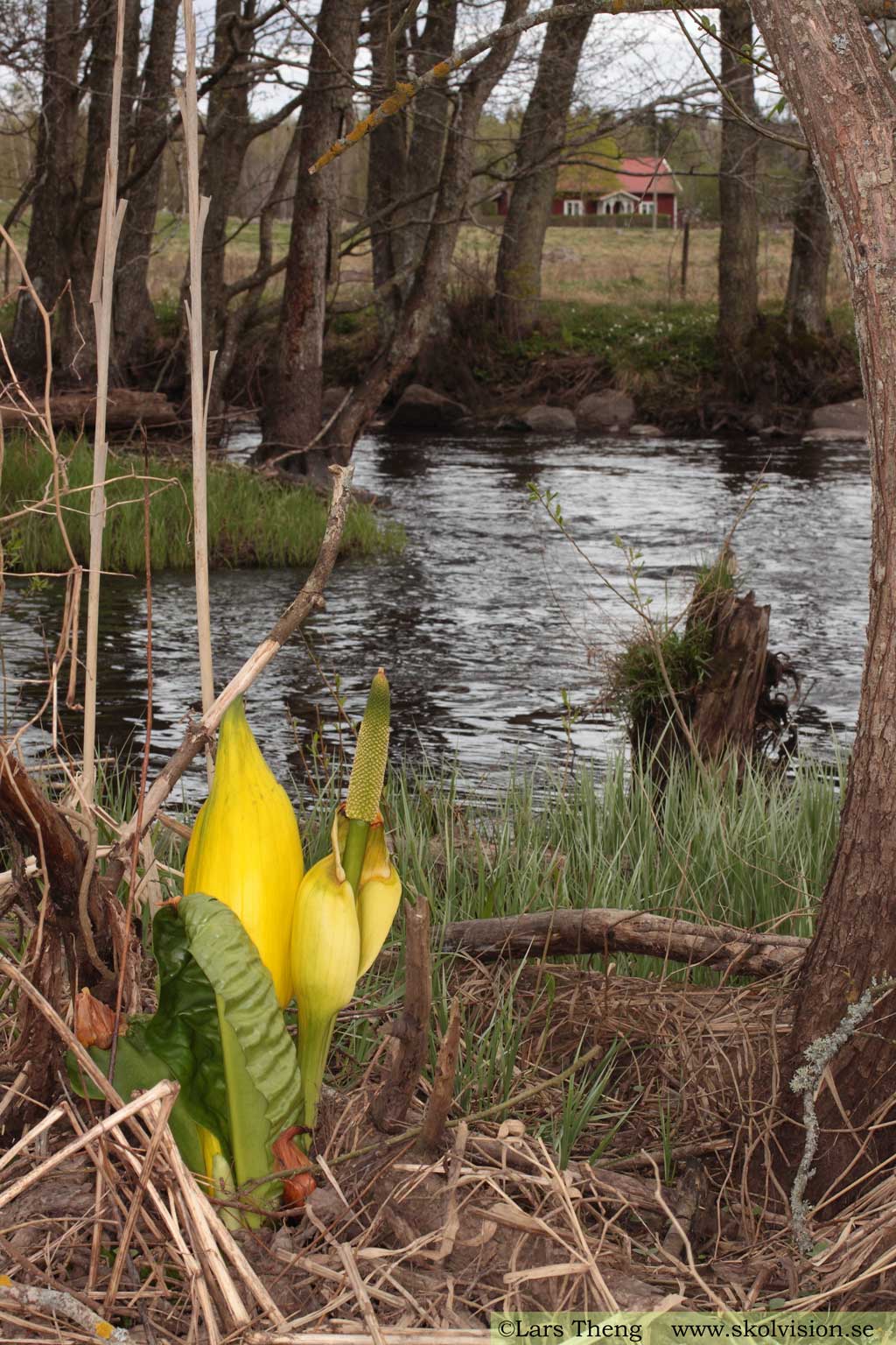 Skunkkalla, Lysichiton americanus